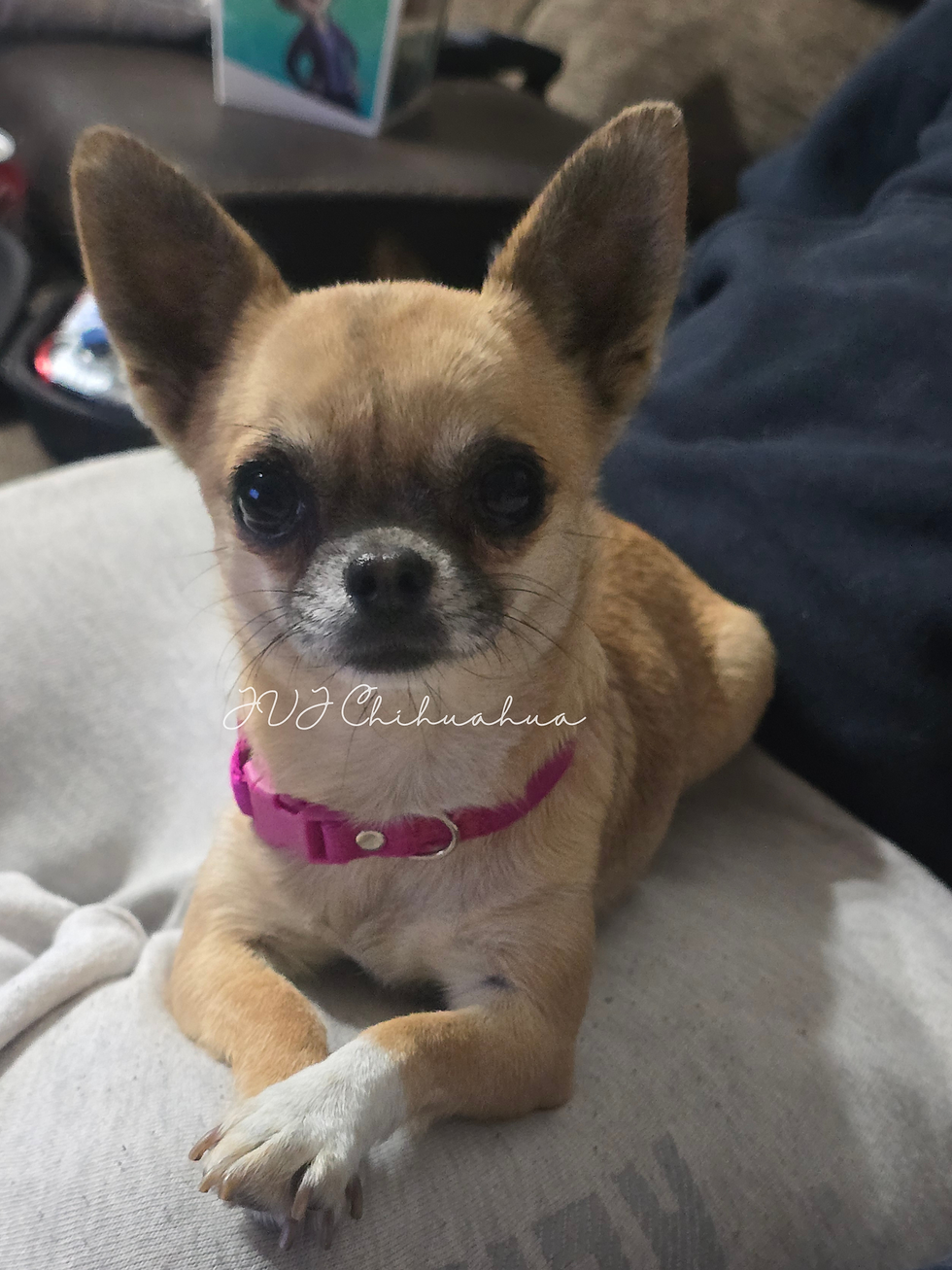 JVJ Chihuahua_20260321_004220_0000.png