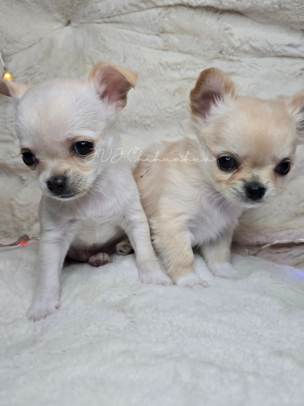 JVJ Chihuahua_20251226_225050_0000.png