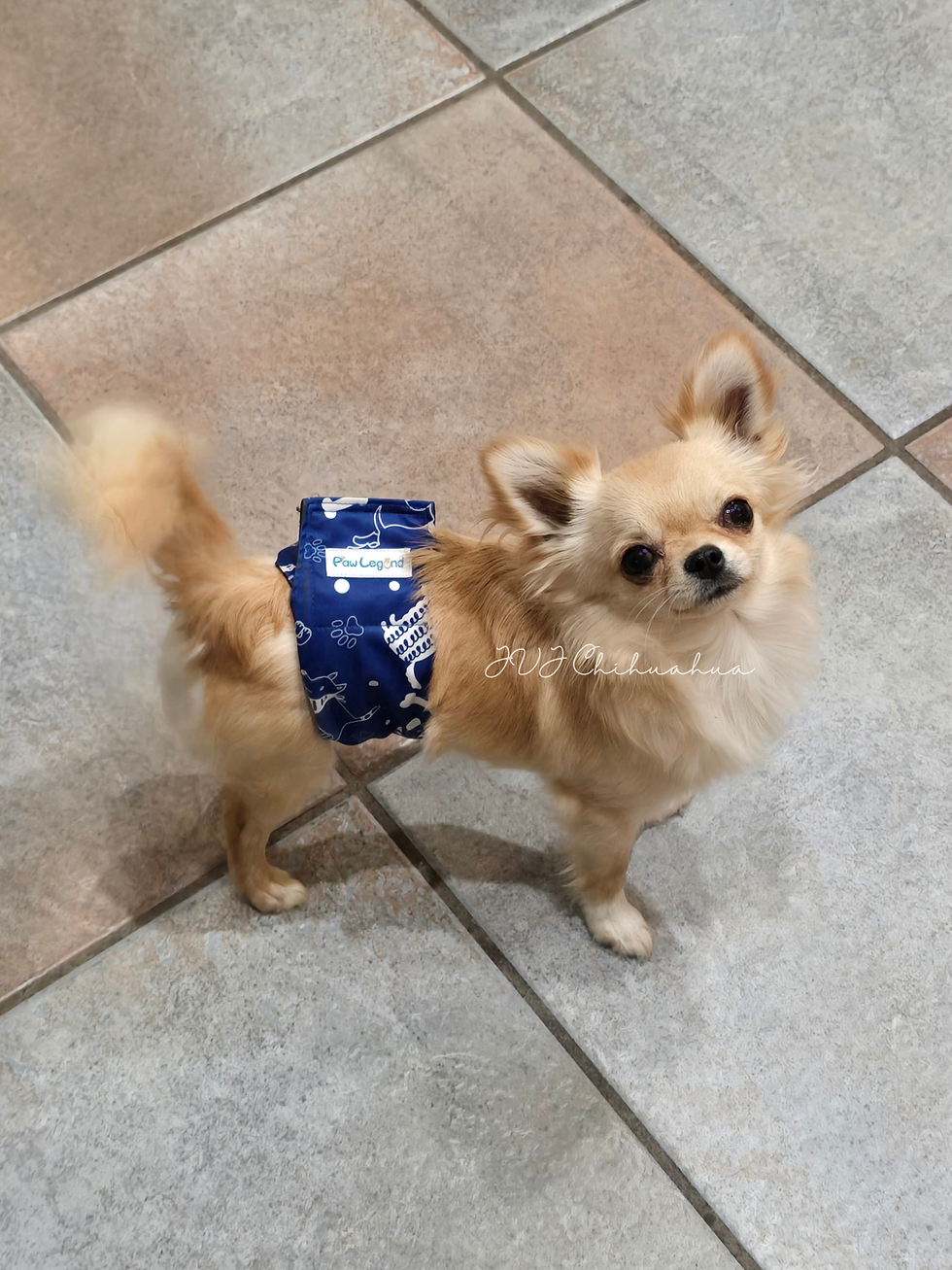 JVJ Chihuahua_20260902_043911_0000.png