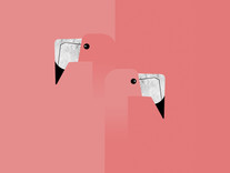 GRAPHICAL BIRDS