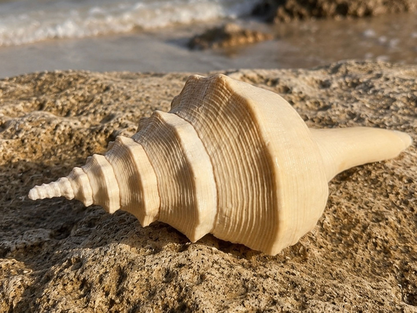 Australian Trumpet Shell