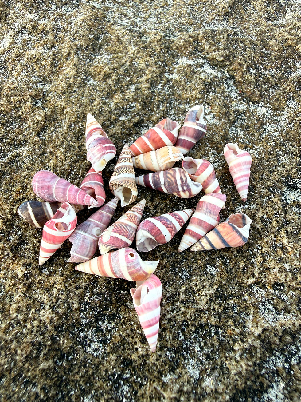 Banded Kelp Shell