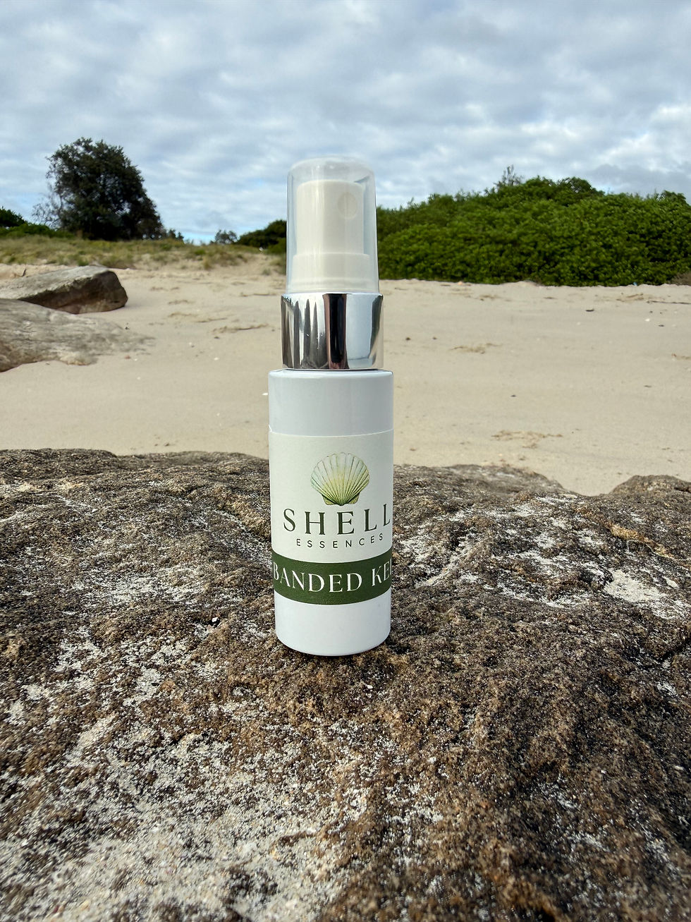 Thumbnail: Banded Kelp Shell 30ml Spray
