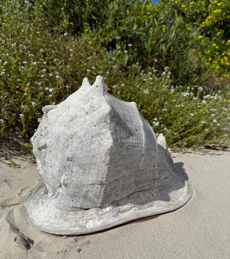 Thumbnail: Queen Helmet Conch