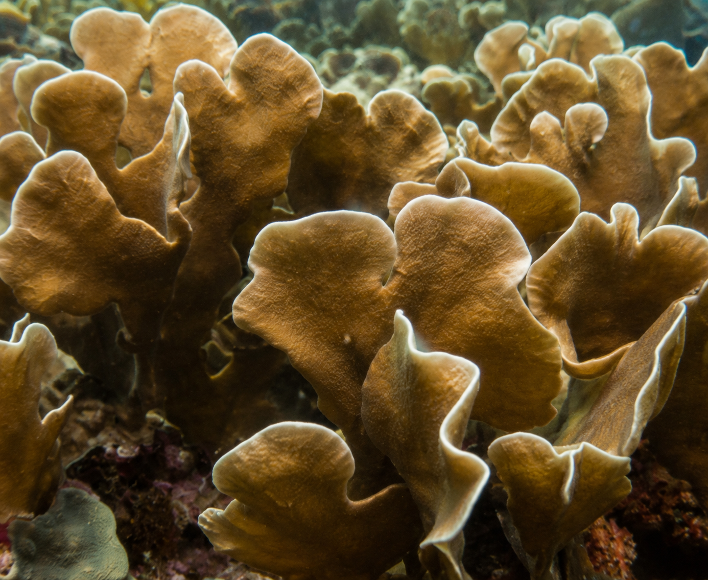 Coral 8: Millepora