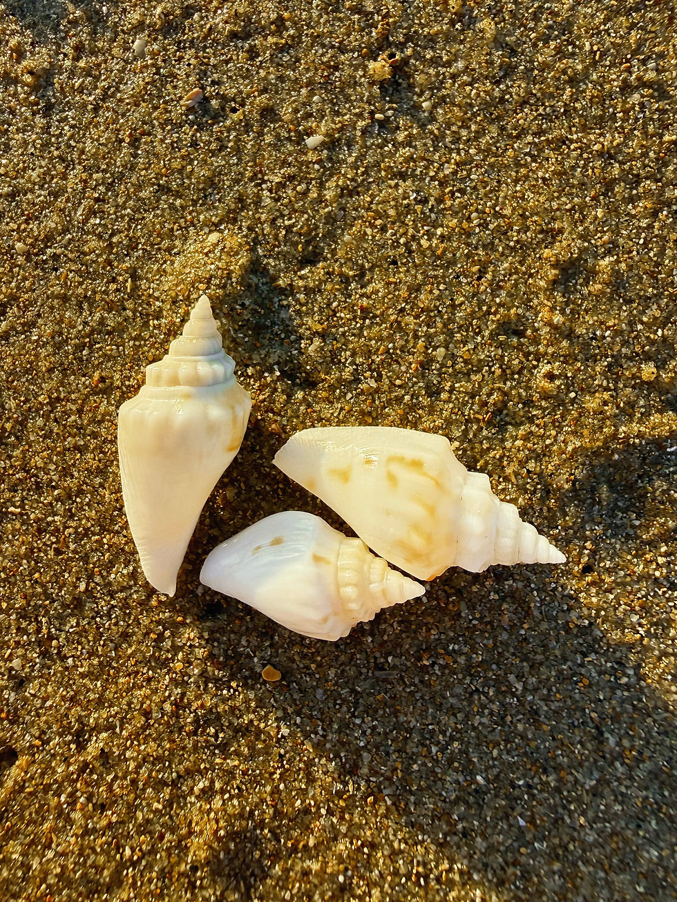 Strombus Fasciatus Shell