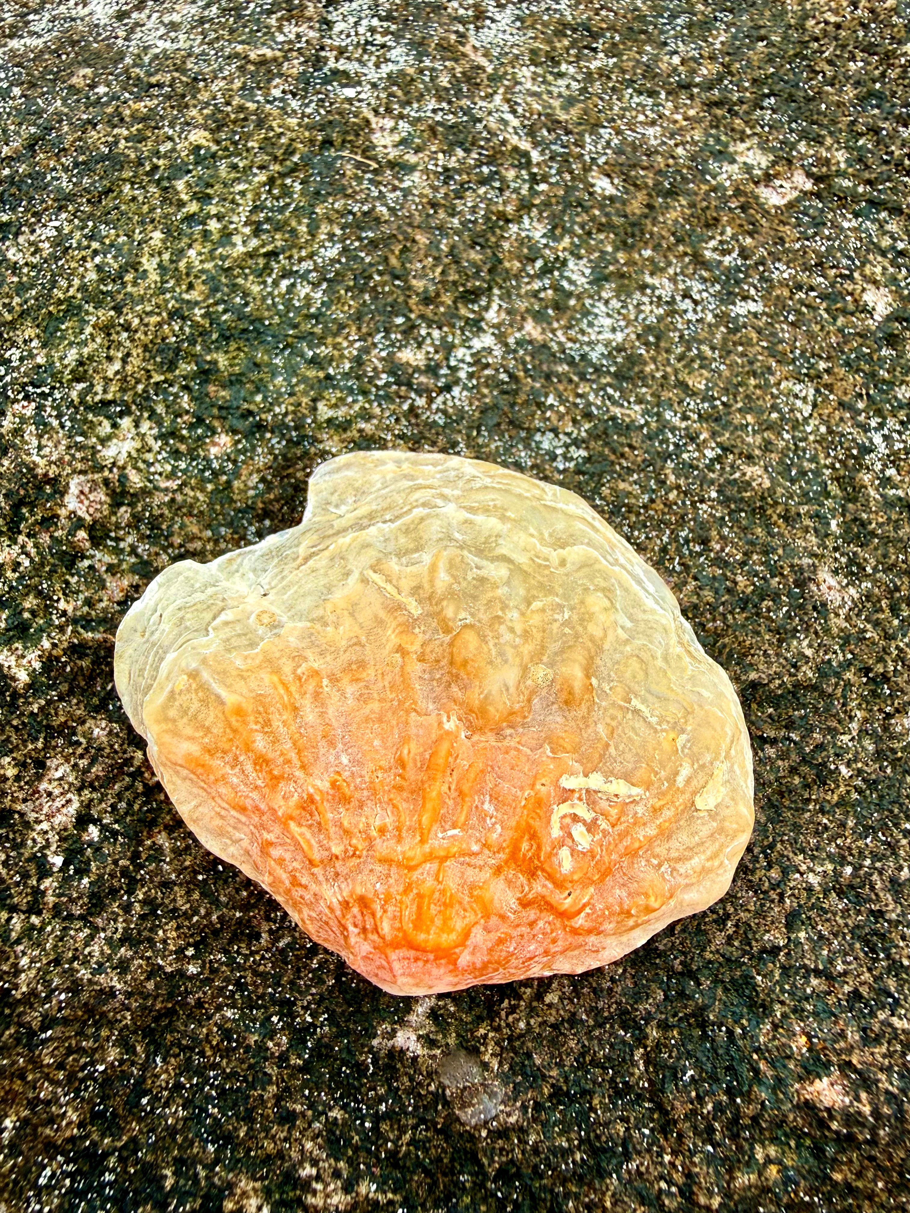 Jingle Shell