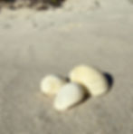 Yellow Sand Snail