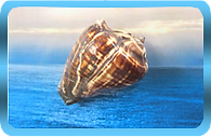 Pacific Crown Chakra Conch
