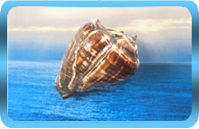 Pacific Crown Chakra Conch
