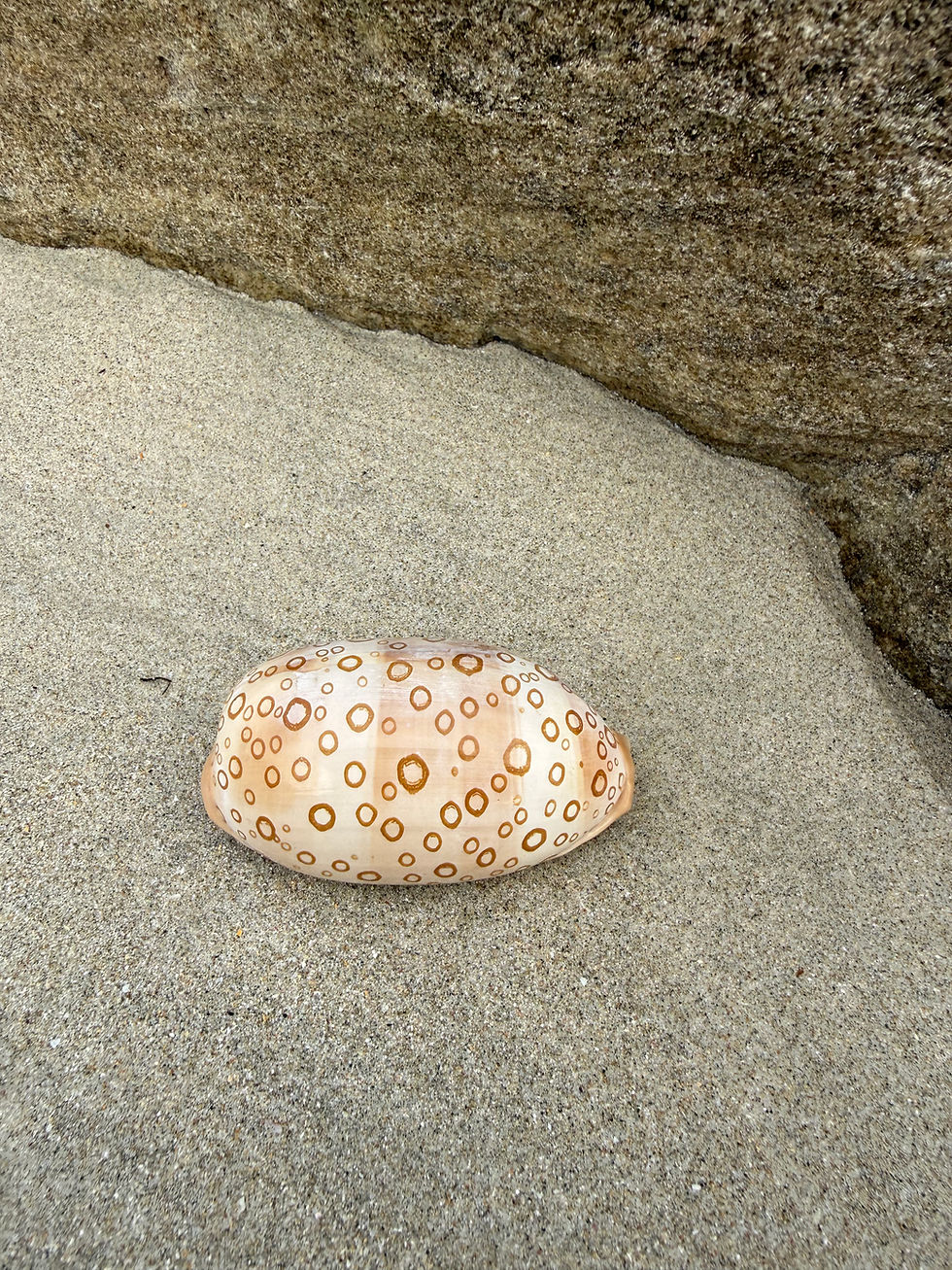 Eyed Cowrie