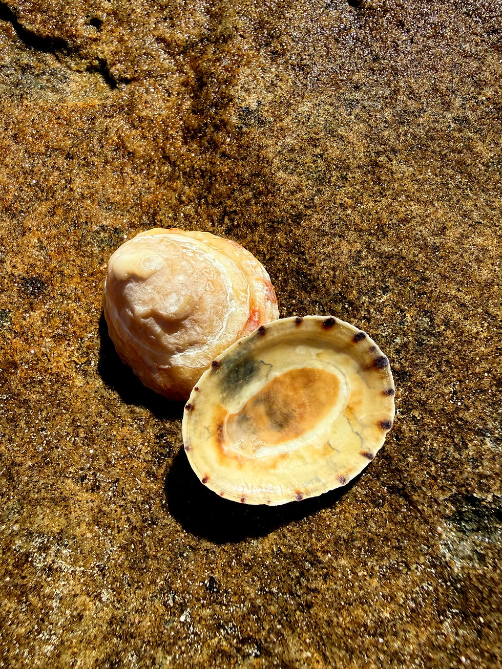 Limpet Shell Essence