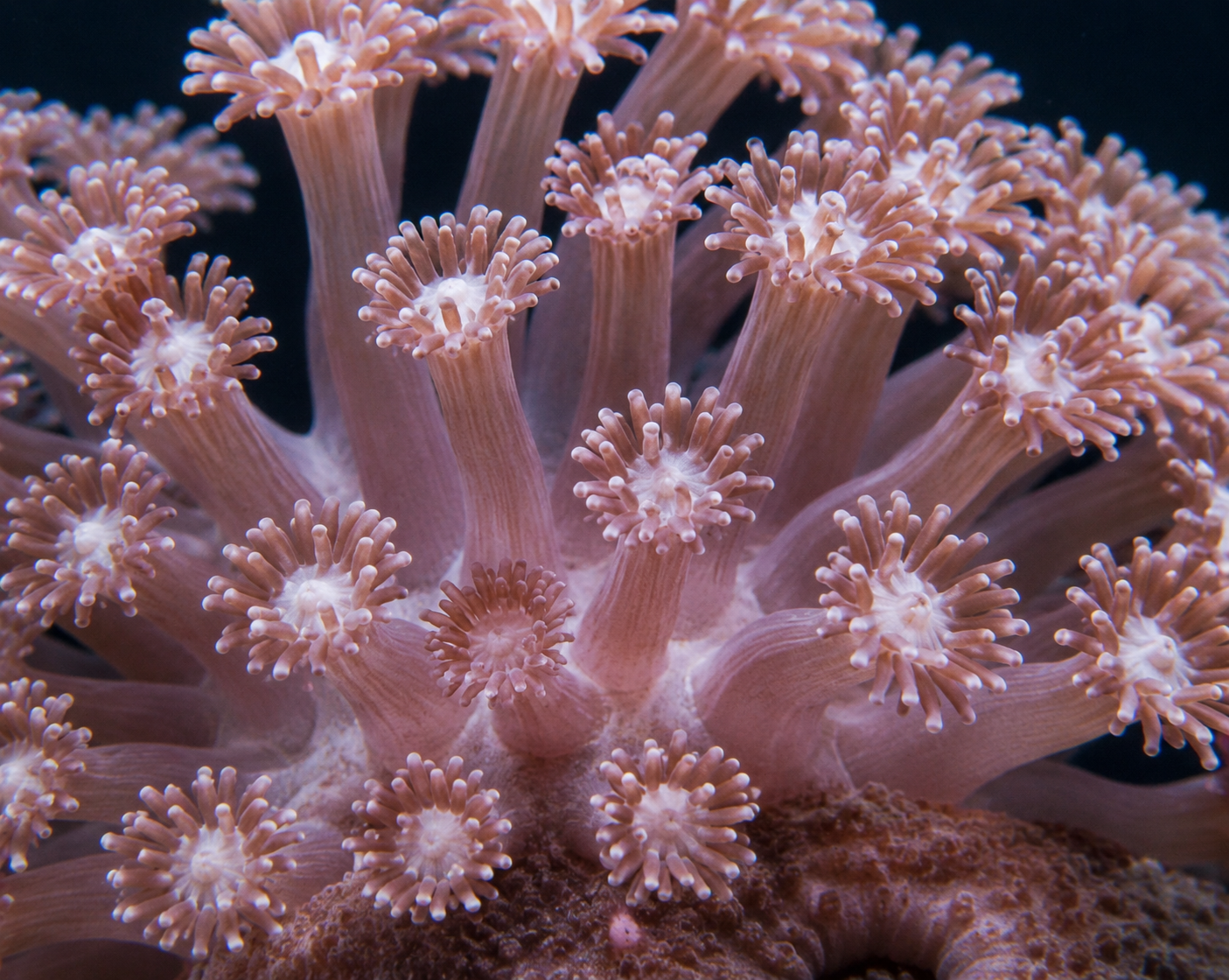 Coral 7: Goniopora