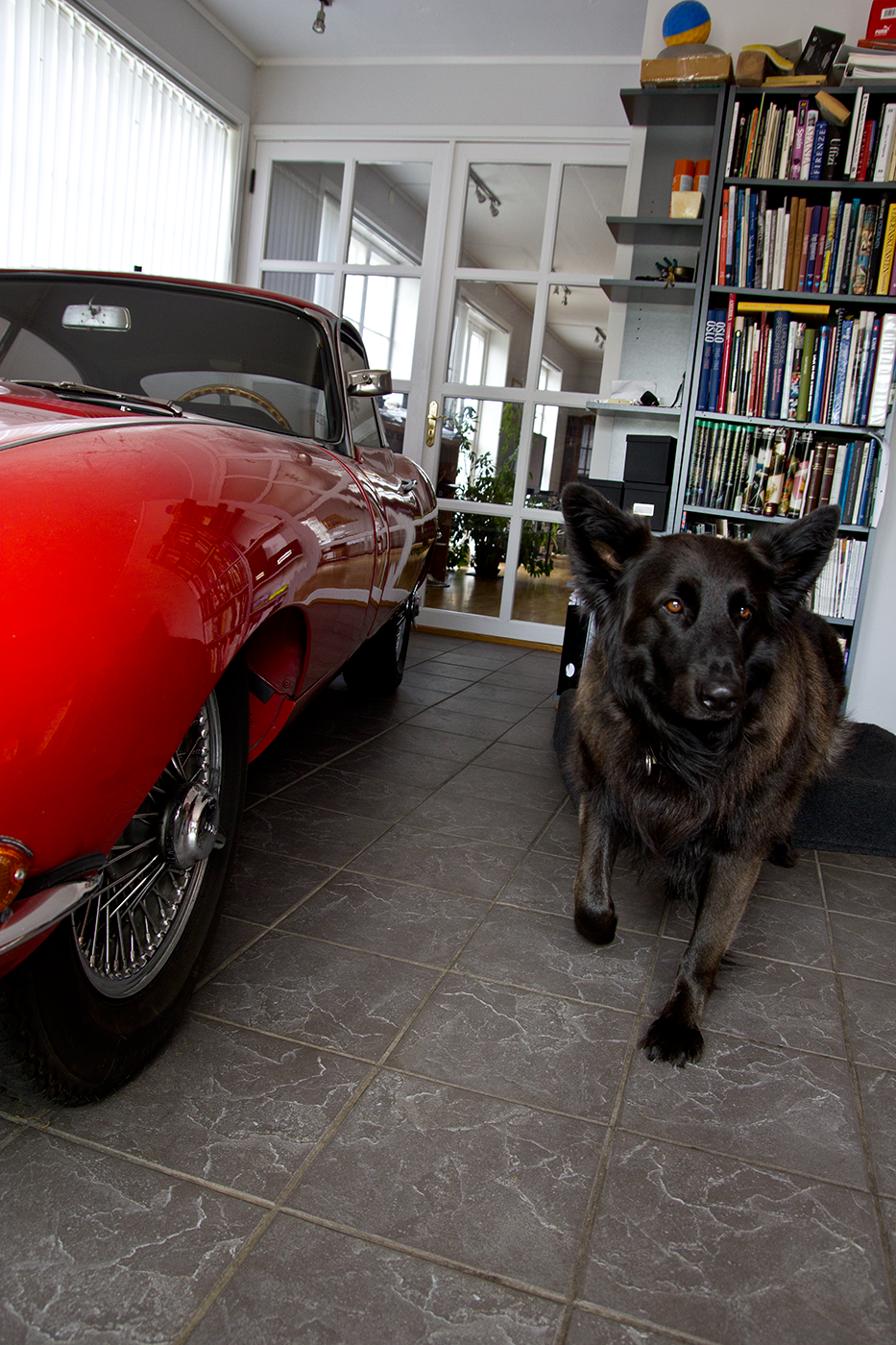 The cat and the dog. Jaguar E-type