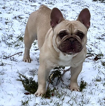 NOVA - FRENCH BULLDOG - F.jpg