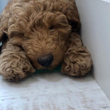 Rosie