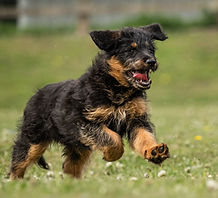 Shepadoodles