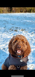 Harvey