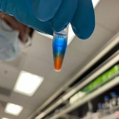 Sasa blue-orange tube.jpeg