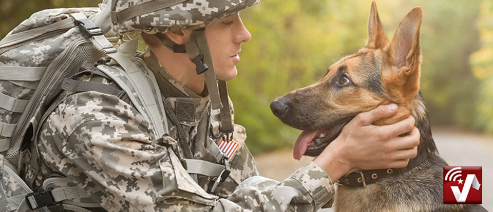 dogs6.jpg