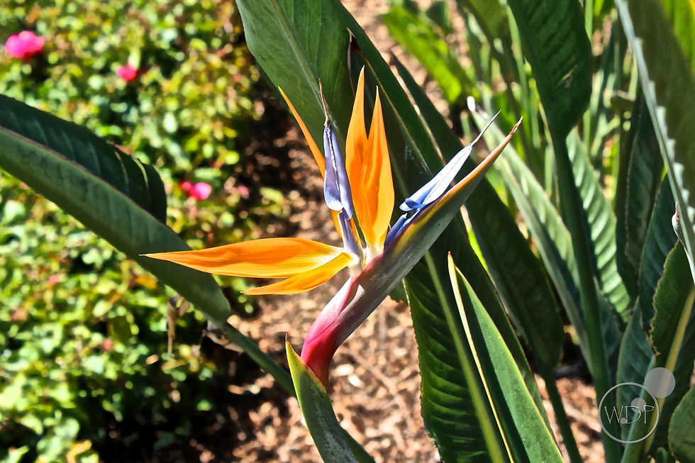Bird of Paradise