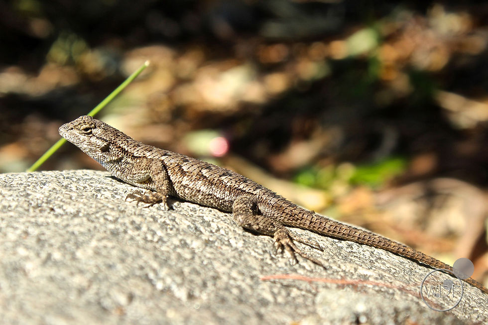 Lizard Sunbathing