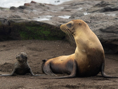 Galapagos - Celebrity Flora : Épopée au Cœur du Paradis Sauvage