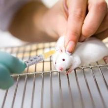 Feature: Making vaccines safe - animal testing plays a vital part