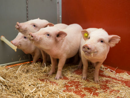 Personhood for animals?