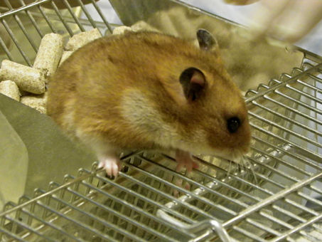Germany sees 7% rise in animal research procedures in 2016
