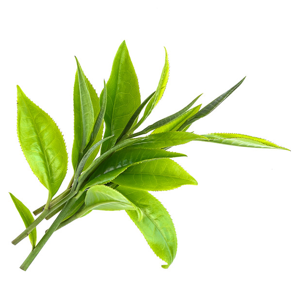 Green tea leaves stock photo.jpeg