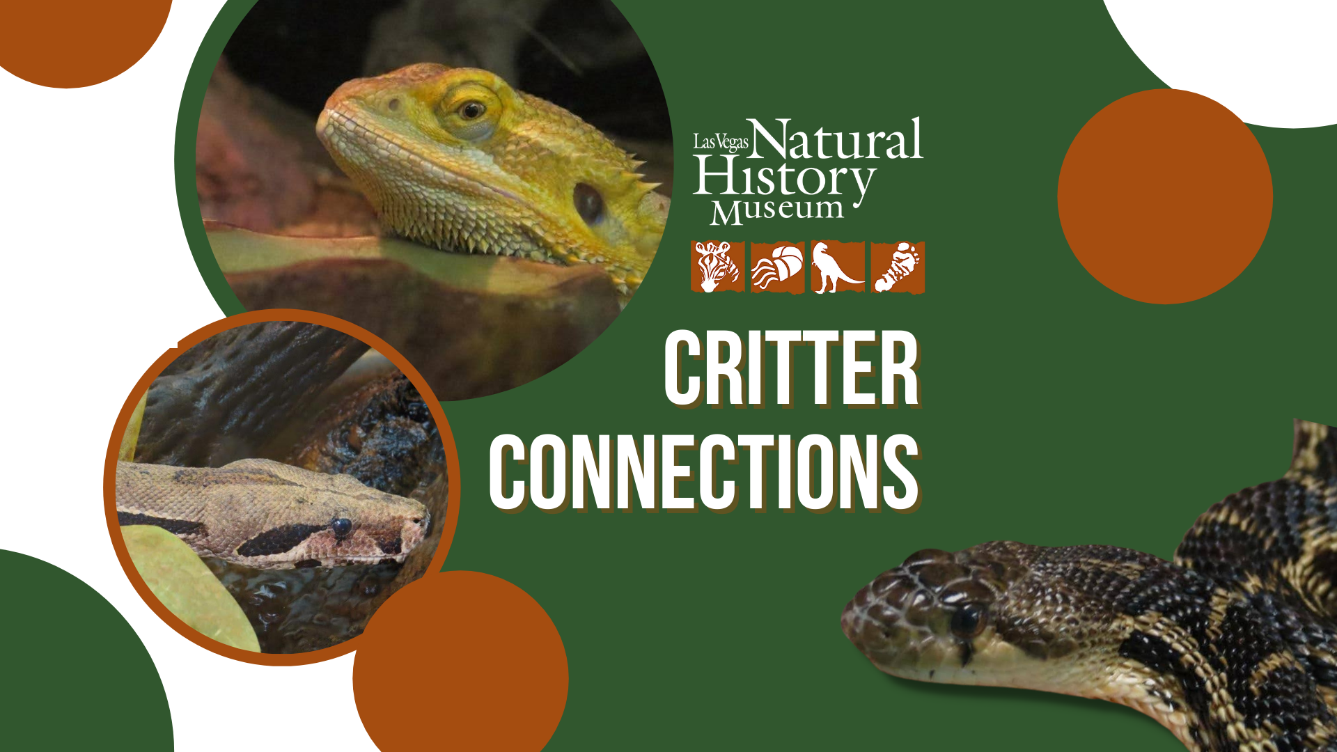 Critter Connections Saturday Las Vegas NHM