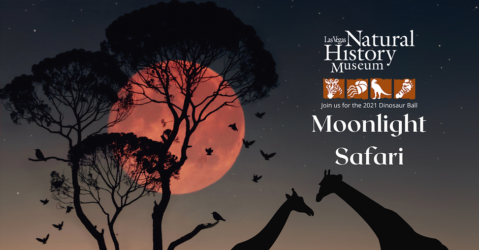 Moonlight Safari for Wix Page (3).png