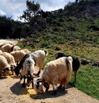Chania villages food tour Crete
