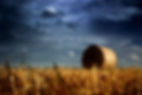 Croatia_Baranja_Belje_Agricultural field