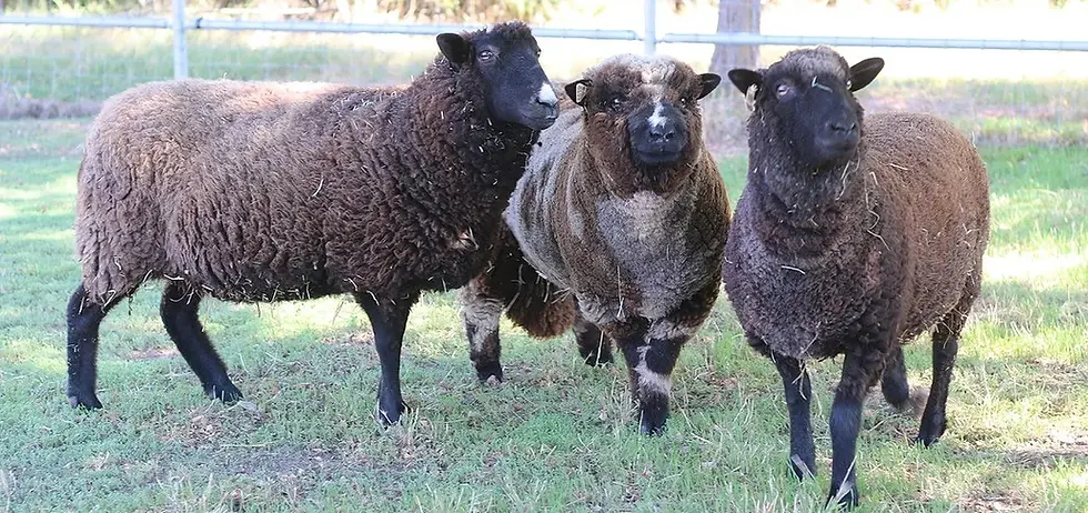 Celebrating 1 year of our Shooting Star Sheep Flock!