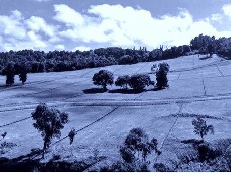 Venta de loteos agrícolas para viviendas: El fallo de la Corte Suprema que detuvo proyecto en Los Lagos