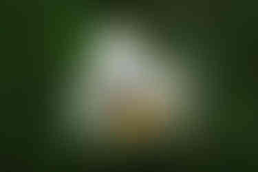 Bridal bouquet on grass. White roses, green leaves and assorted flowers