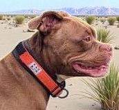 Thumbnail: Tactical Collar