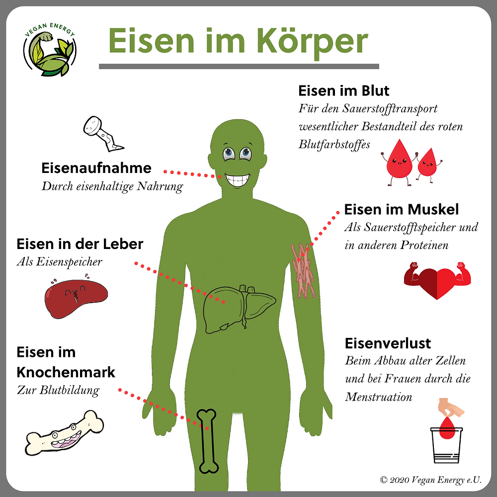Beschreibung der Funktion von Eisen im menschlichen Körper