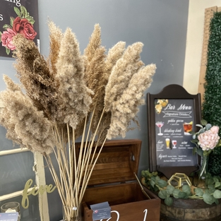 Pampas Grass Stems