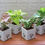 Thumbnail: Combo of Good Luck Air Purifying Live Money Plant Golden Pothos Syngonium Pink a