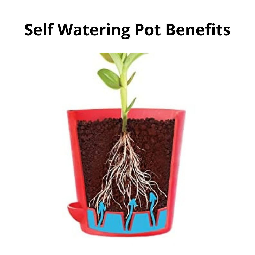 Thumbnail: Live Indoor Good Luck Money Plant Variegated With Self Watering Pot