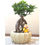 Thumbnail: Bonsai Plant - 4 Years Old Ficus Bonsai Tree in Ceramic Pot
