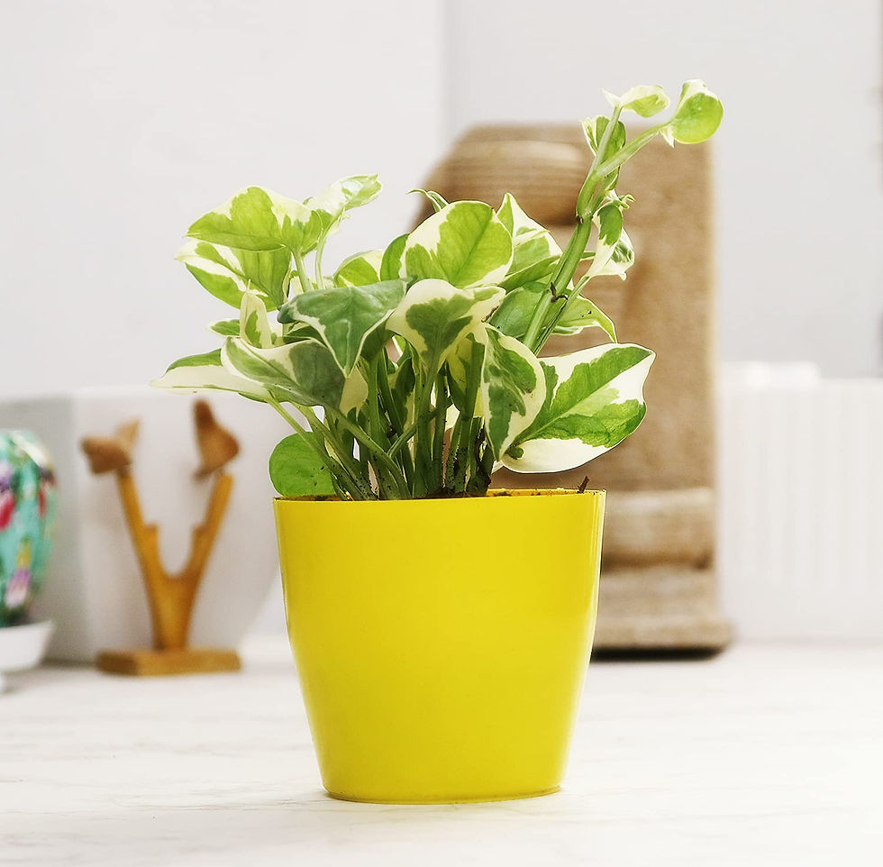 Thumbnail: Set of 8 Air Purifying Plants Combo- Areca Palm, Sansevieria Green, Golden, Gree