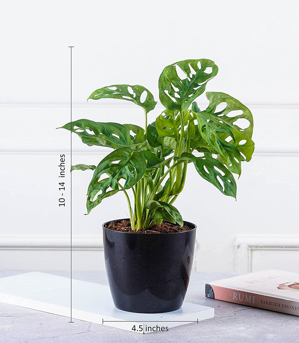 Thumbnail: Air Purifying Indoor Live ZZ & Broken Heart Monstera Plant in Glossy Black Fiber