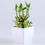 Thumbnail: 4 Live Indoor Plants Two Layer Bamboo Plant, Sansevieria Plant, Green Money Plan