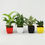 Thumbnail: 4 Live Indoor Plants Two Layer Bamboo Plant, Sansevieria Plant, Green Money Plan
