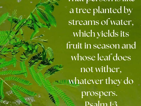 Rooted & Radiant: Day 25