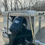 Thumbnail: 2002 Bennington 50 HP Mercury